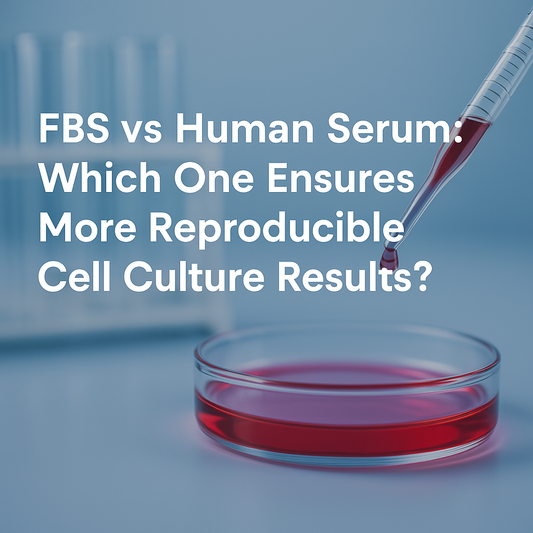 FBS vs. Human Serum – Welches Serum liefert reproduzierbarere Ergebnisse in der Zellkultur?