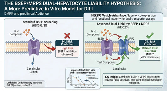 BSEP/MRP2 dual-transporter hypothesis scheme: Comparing standard BSEP screening with the advanced dual-liability HEK293 vesicle model for improved DILI risk prediction in preclinical drug development.