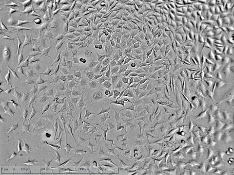 zenCELLOWL Live Cell Imager | AI-Powered Automated Imaging System