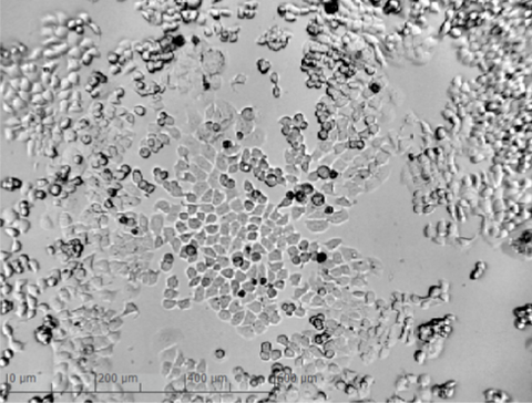 zenCELLOWL Live Cell Imager | AI-Powered Automated Imaging System